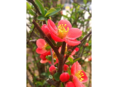 春意盎然