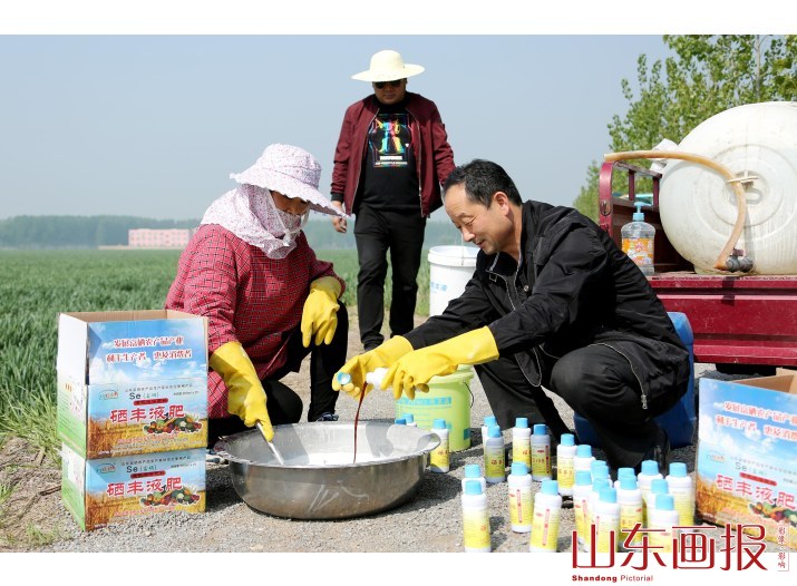 山东枣庄：“全国种粮大户”租赁无人机免费为贫困户小麦喷肥