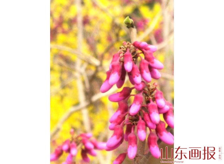 春意盎然