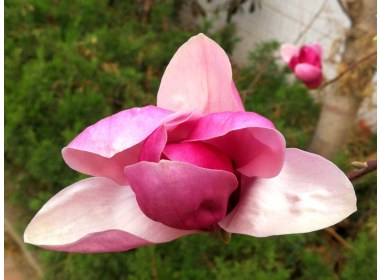 春意盎然