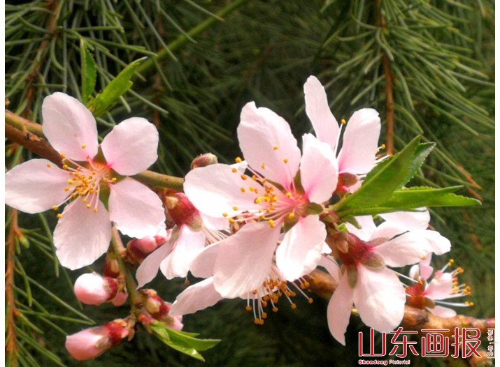 春意盎然