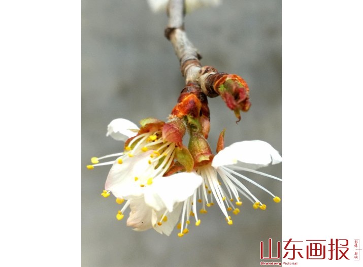 春意盎然