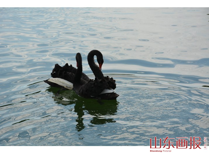 伉俪情深