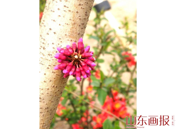 春意盎然