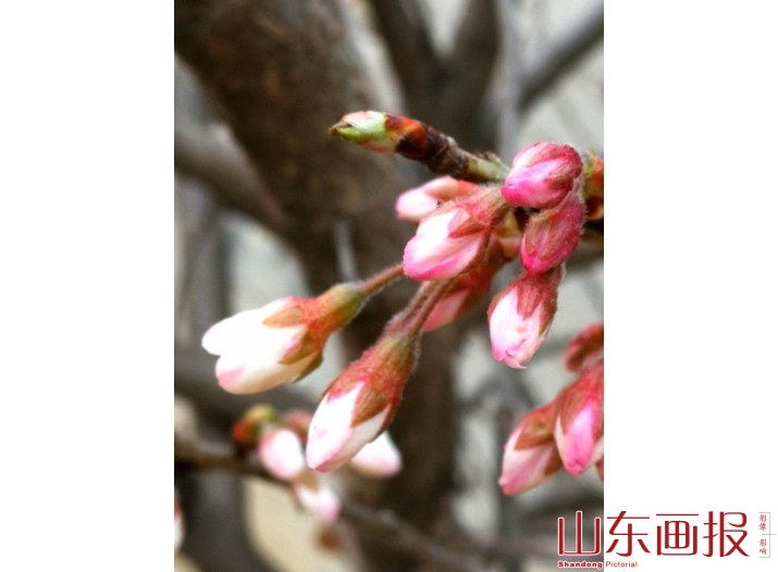 春意盎然