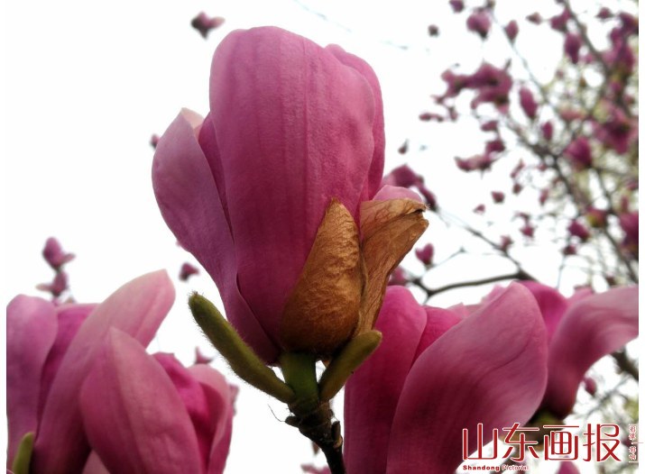春意盎然