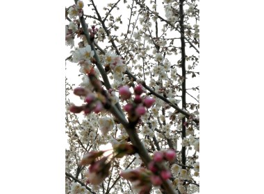 春意盎然