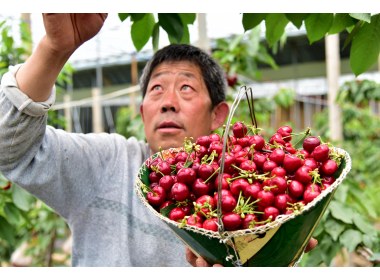 山东枣庄：携资带技  回乡创业