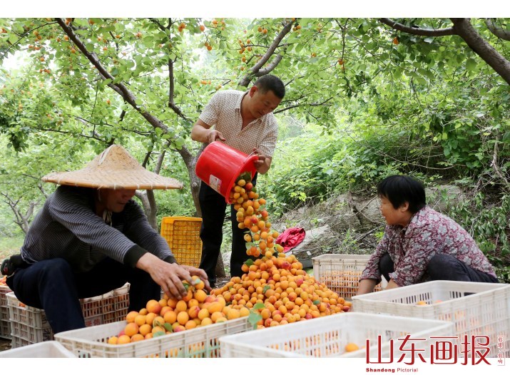 山东枣庄：“脱贫杏”助民脱贫致富