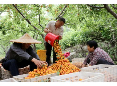 山东枣庄：“脱贫杏”助民脱贫致富