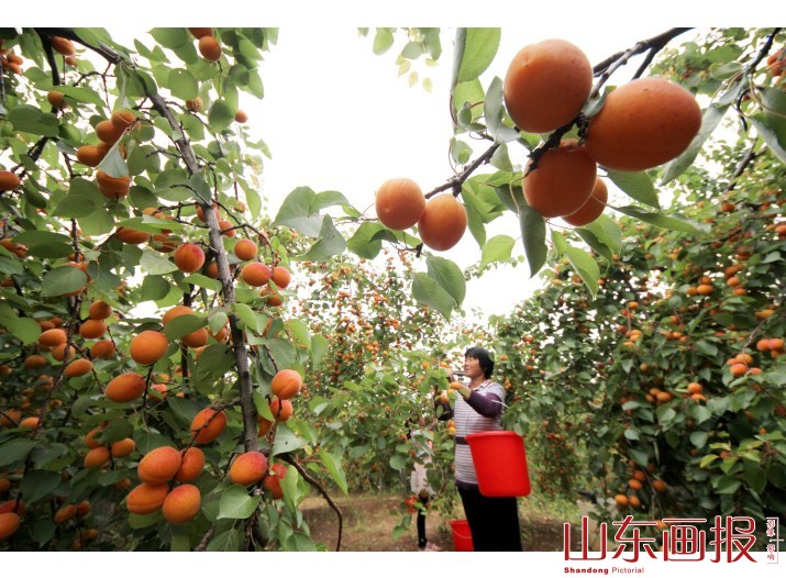 山东枣庄：“脱贫杏”助民脱贫致富