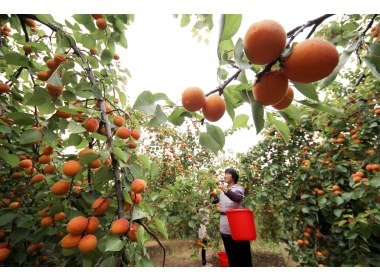 山东枣庄：“脱贫杏”助民脱贫致富