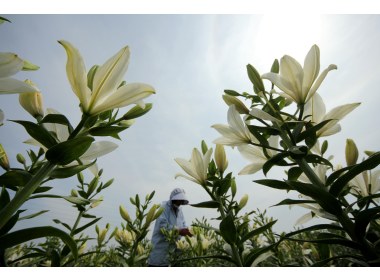 夏日百合花艳民增收