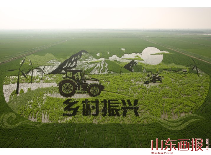 山东东营：九色水稻种出巨幅3D稻田画助力乡村休闲游