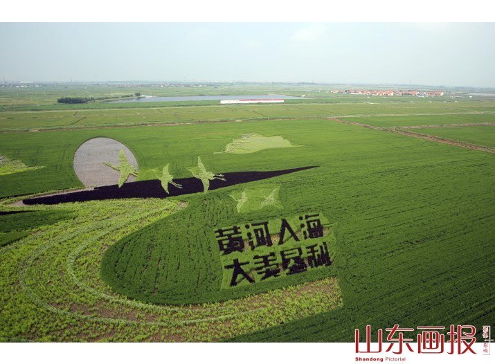 山东东营：九色水稻种出巨幅3D稻田画助力乡村休闲游
