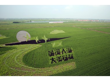 山东东营：九色水稻种出巨幅3D稻田画助力乡村休闲游