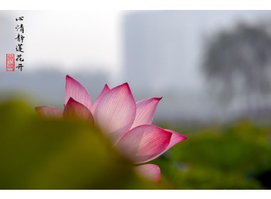 心清静莲花开