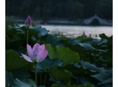 明湖荷香