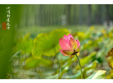 心清静莲花开