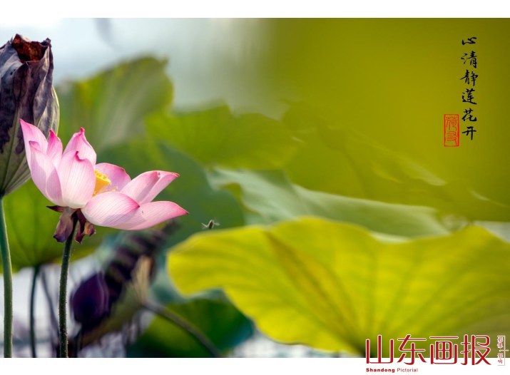 心清静莲花开