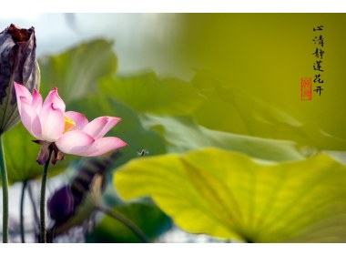 心清静莲花开