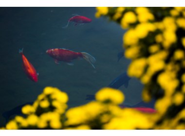 趵突泉菊花展(11)