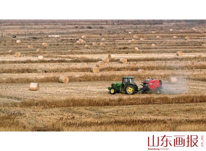稻草打包收储