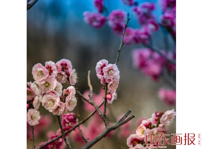 嘉祥九顶山早春花卉特写(2)