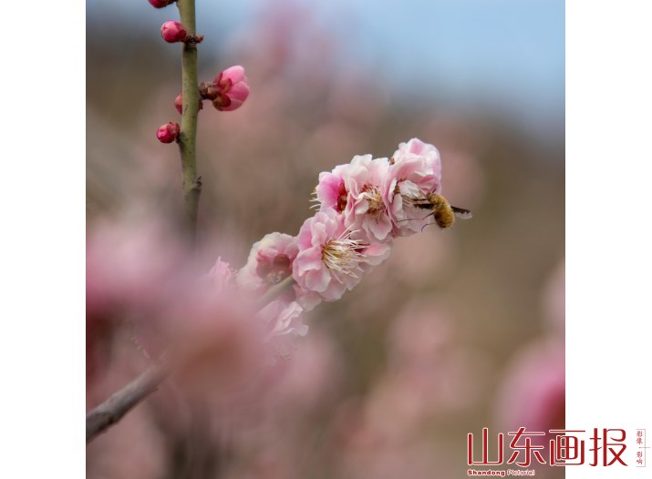嘉祥九顶山早春花卉特写(1)