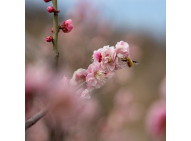嘉祥九顶山早春花卉特写(1)