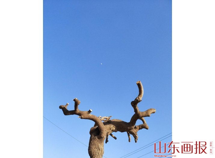 树