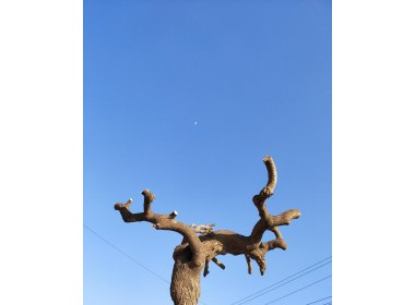 树