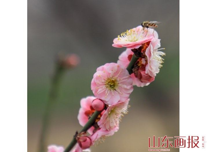 嘉祥九顶山早春花卉特写(5)