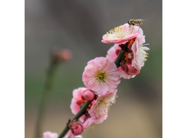 嘉祥九顶山早春花卉特写(5)