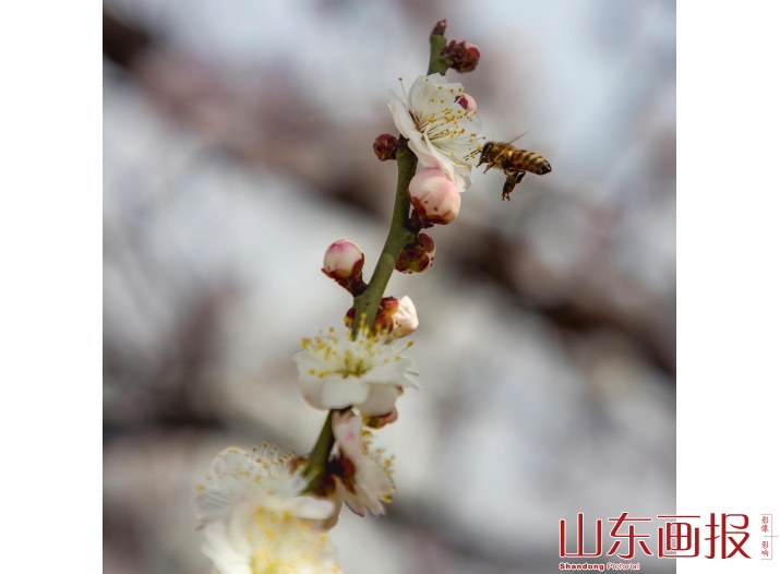 嘉祥九顶山早春花卉特写(6)