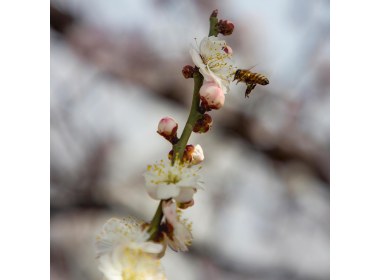 嘉祥九顶山早春花卉特写(6)