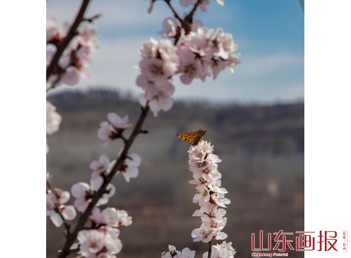嘉祥九顶山早春花卉特写(4)