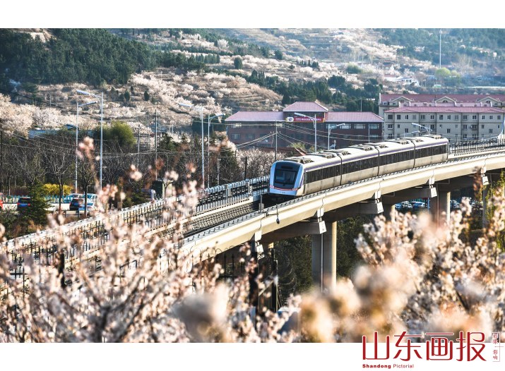 崂山北宅的樱桃花进入盛花期(1)