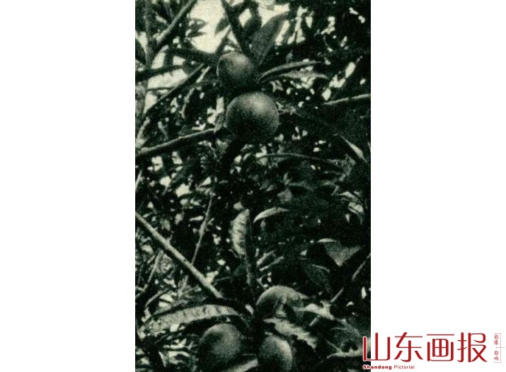 人心果