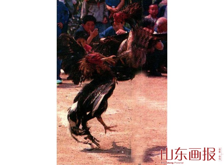 饿虎扑食