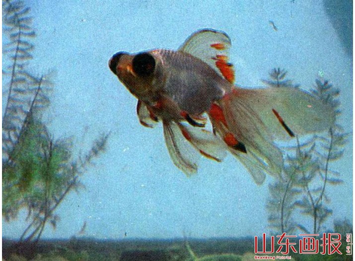 白龙睛