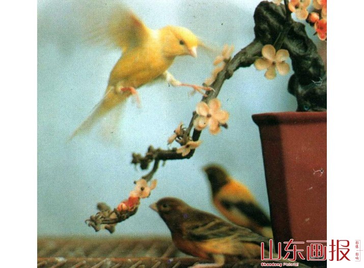 红眼黄鸟和虎皮玉鸟