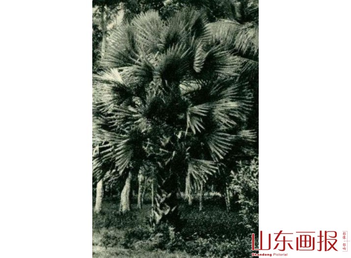 贝叶棕