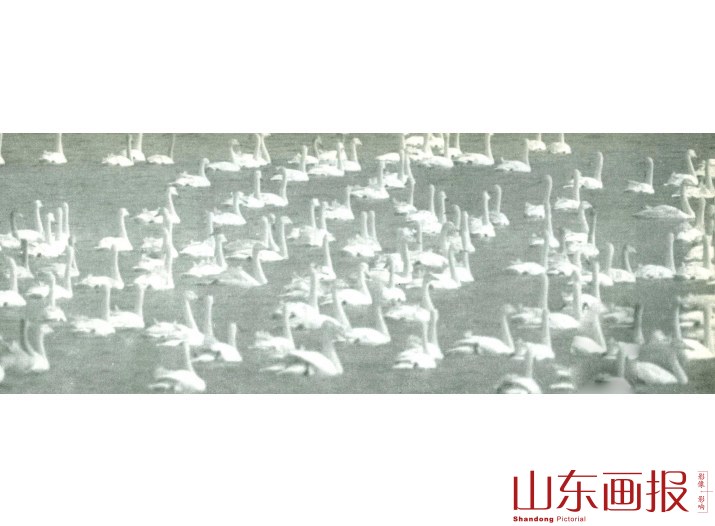 天鹅