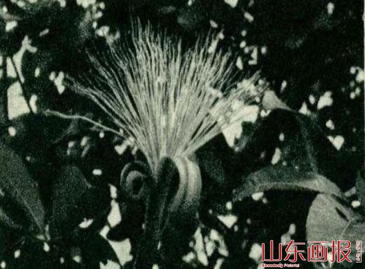 瓜栗