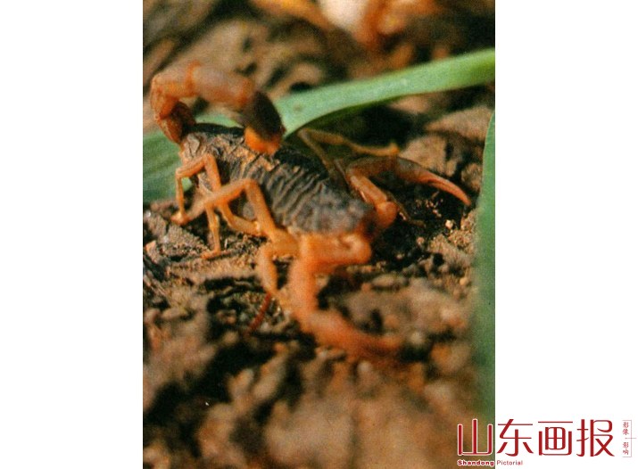 蝎子