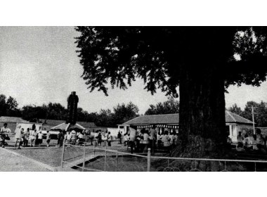 大银杏树