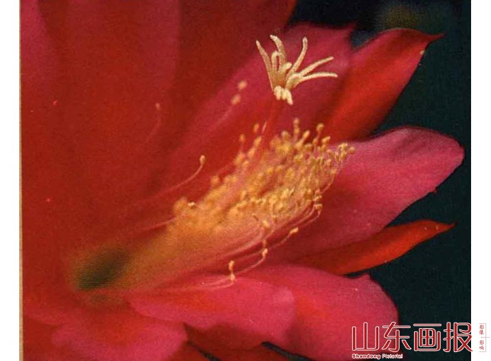 花蕊