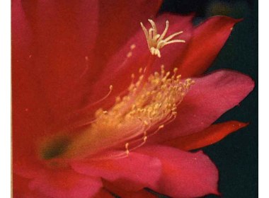 花蕊