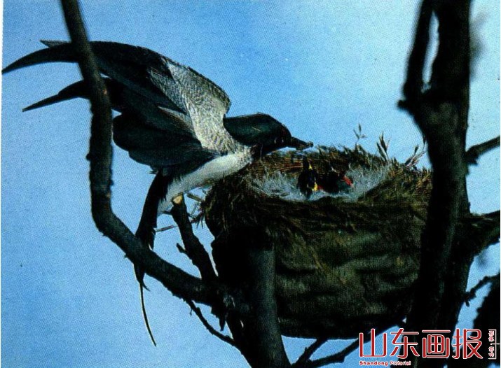 羽毛鸟巢